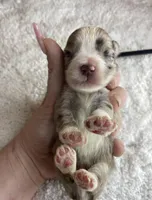 Lestat, a male Miniature Schnauzer for sale in Redding, CA – Photo 8 of 9