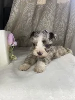 Lestat, a male Miniature Schnauzer for sale in Redding, CA – Photo 2 of 9