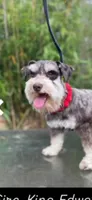 Erin , a male Miniature Schnauzer for sale in Sacramento, CA – 8 of 10