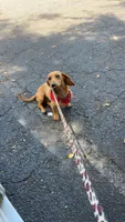Puppies due , a  Miniature Dachshund for sale in Sacramento, CA – 2 of 6