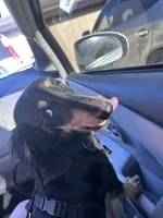 Puppies due , a  Miniature Dachshund for sale in Sacramento, CA – 4 of 6