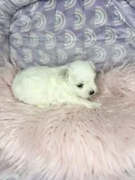 Bennet, a female Maltese for sale in Sacramento, CA – 3 of 10