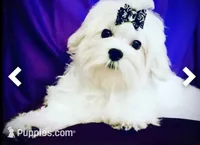 Bennet, a female Maltese for sale in Sacramento, CA – 6 of 10