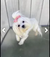 Bennet, a female Maltese for sale in Sacramento, CA – Photo 4 of 6