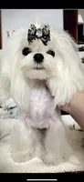Bennet, a female Maltese for sale in Sacramento, CA – Photo 6 of 6