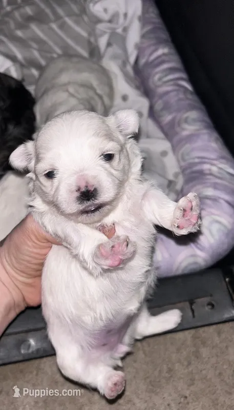 Bennet – Maltese puppy for sale in Sacramento, CA