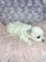 Bennet, a female Maltese for sale in Sacramento, CA – 2 of 10