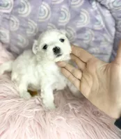 Bennet, a female Maltese for sale in Sacramento, CA – 1 of 10