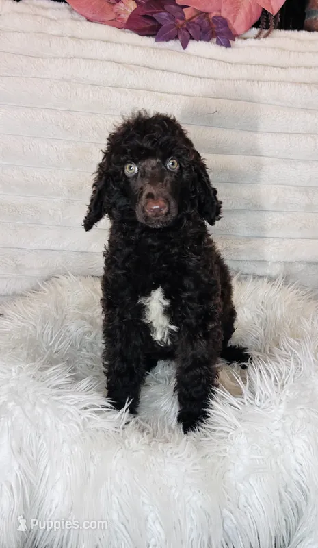 AKC puppy light pink