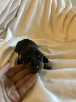 Alexandra , a female Miniature Dachshund for sale in Sacramento, CA – 4 of 10