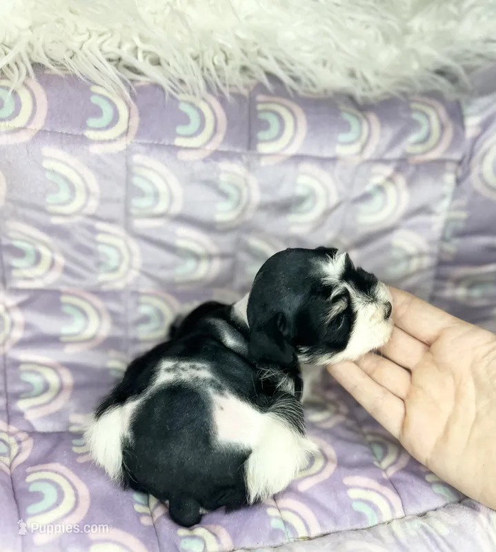 Ember – Miniature Schnauzer puppy for sale in Sacramento, CA