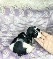 Ember, a male Miniature Schnauzer for sale in Sacramento, CA – 1 of 10