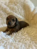Muffin, a female Miniature Dachshund for sale in Sacramento, CA – 2 of 10