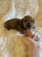 Muffin, a female Miniature Dachshund for sale in Sacramento, CA – 5 of 10