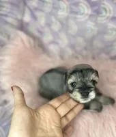 Eva, a female Miniature Schnauzer for sale in Sacramento, CA – 2 of 5