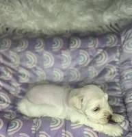 Erin , a male Miniature Schnauzer for sale in Sacramento, CA – 2 of 4