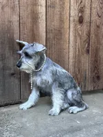 Beverley, a female Standard Schnauzer for sale in Sacramento, CA – 4 of 5