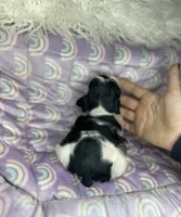 Ember, a male Miniature Schnauzer for sale in Sacramento, CA – 3 of 10