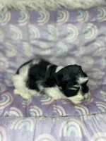 Ember, a male Miniature Schnauzer for sale in Sacramento, CA – 5 of 10