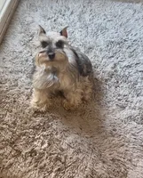 Ember, a male Miniature Schnauzer for sale in Sacramento, CA – 9 of 10