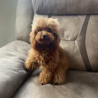 Giselle, a female Poodle - Toy  for sale in Redding, CA – Photo 6 of 8