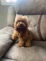 Giselle, a female Poodle - Toy  for sale in Redding, CA – Photo 6 of 8