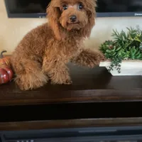 Giselle, a female Poodle - Toy  for sale in Redding, CA – Photo 1 of 8