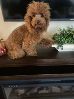 Giselle, a female Poodle - Toy  for sale in Redding, CA – Photo 1 of 8