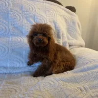 Giselle, a female Poodle - Toy  for sale in Redding, CA – Photo 2 of 8