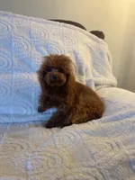 Giselle, a female Poodle - Toy  for sale in Redding, CA – Photo 2 of 8