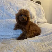 Giselle, a female Poodle - Toy  for sale in Redding, CA – Photo 7 of 8