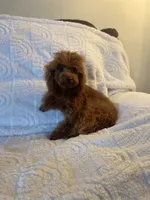 Giselle, a female Poodle - Toy  for sale in Redding, CA – Photo 7 of 8