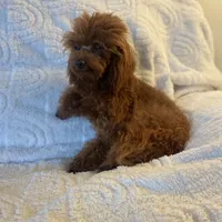 Giselle, a female Poodle - Toy  for sale in Redding, CA – Photo 8 of 8