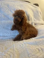 Giselle, a female Poodle - Toy  for sale in Redding, CA – Photo 8 of 8