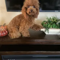 Giselle, a female Poodle - Toy  for sale in Redding, CA – Photo 4 of 8