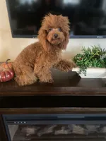 Giselle, a female Poodle - Toy  for sale in Redding, CA – Photo 4 of 8