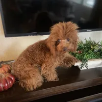 Giselle, a female Poodle - Toy  for sale in Redding, CA – Photo 3 of 8