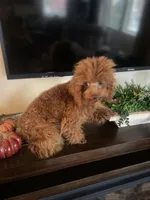 Giselle, a female Poodle - Toy  for sale in Redding, CA – Photo 3 of 8