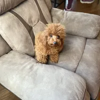 Giselle, a female Poodle - Toy  for sale in Redding, CA – Photo 5 of 8
