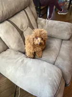 Giselle, a female Poodle - Toy  for sale in Redding, CA – Photo 5 of 8