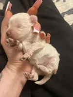 Wynter, a female Miniature Schnauzer and Schnoodle for sale in Redding, CA – Photo 3 of 4