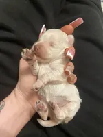 Wynter, a female Miniature Schnauzer and Schnoodle for sale in Redding, CA – Photo 2 of 4