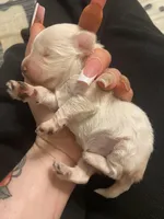 Wynter, a female Miniature Schnauzer and Schnoodle for sale in Redding, CA – Photo 4 of 4