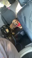 Muffin, a female Miniature Dachshund for sale in Sacramento, CA – 7 of 10