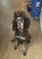 Mariah , a female Poodle - Standard  for sale in Sacramento, CA – 3 of 5