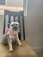 Ember, a male Miniature Schnauzer for sale in Sacramento, CA – 7 of 10