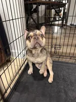 Dior, a male French Bulldog for sale in Tampa, FL – 3 of 3