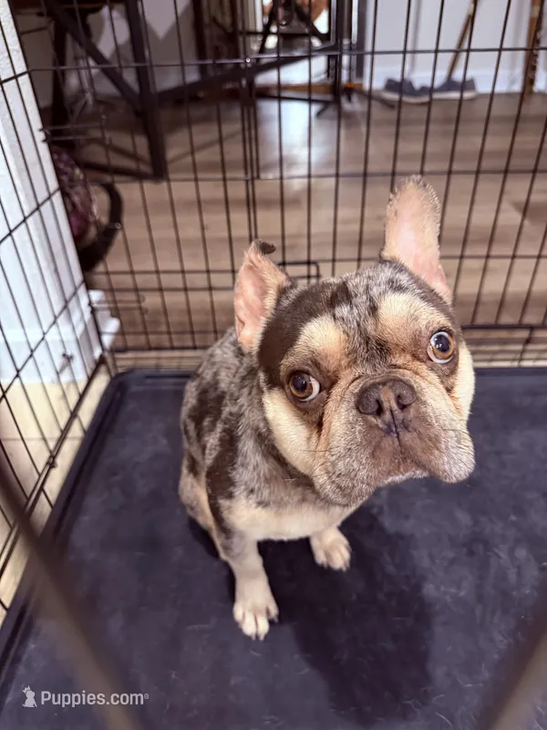 Dior – French Bulldog puppy for sale in Tampa, FL