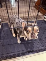 Dior, a male French Bulldog for sale in Tampa, FL – 2 of 3