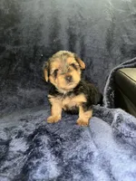 Pumbaa, a male Yorkipoo and Yorkshire Terrier for sale in Gastonia, NC – 5 of 6